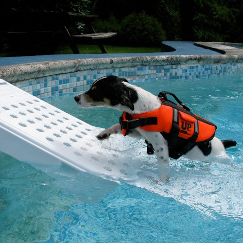 rampe piscine pour chien